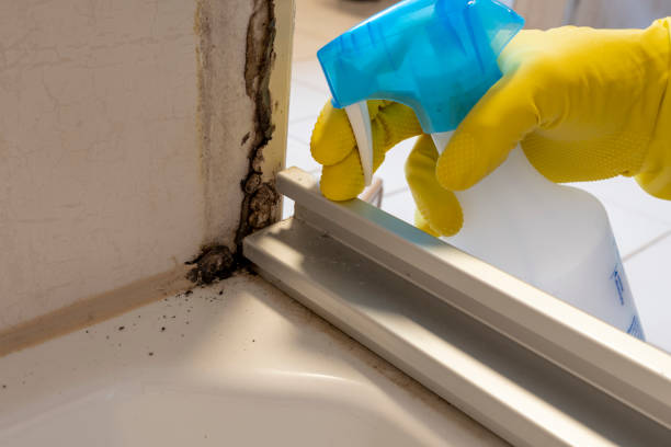 Best Mold Damage Repair  in King City, OR